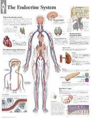 Endokrines System Papier Poster - 9781932922110