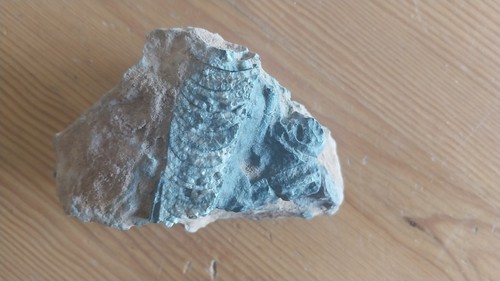 Ortoceras Sahara ca. 300 Gramm Original Unbearbeitet Ortoceras Sahara ca. 300 Gramm Original Unbearbeitet