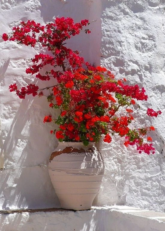 Bougainvillea - 'San Diego Red' - Image 3 of 4