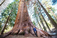 40 Giant Sequoia California Redwood (Sequoiadendron sempervirens) Tree Seeds