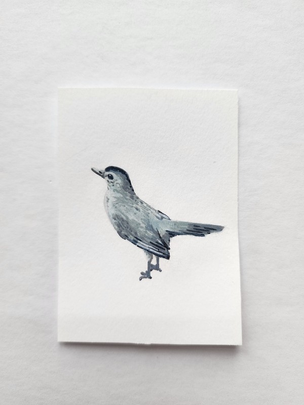ACEO Original Acrylic Painting Small Grey Catbird by Kiva