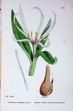 Original Old Antique Print Botany Plants C1902 Meadow Saffron Spring Flower