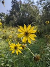 Wild Sunflower/ Jerusalem artichoke.  Helianthus tuberosa. Daisy Family 25 Seeds