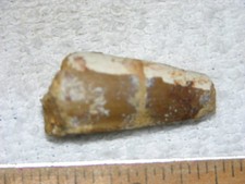 Dinosaur fossil tooth Spinosaurus Cretaceous Era bigger 1.5 inch long Y54