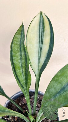 sansevieria dragon wing Sansevieria, 4in, Dragon Wing – Floral Acres Greenhouse & Garden Centre