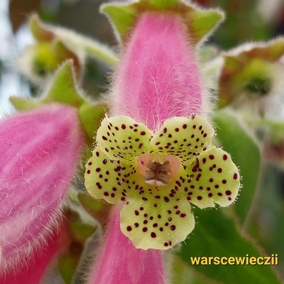 Kohleria warszewiczii - Rhizom 