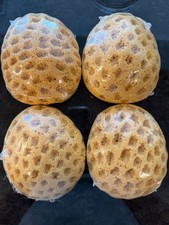 4 Pcs Sea Sponges for Bathing Natural Sponges Exfoliating Cleansing NEW