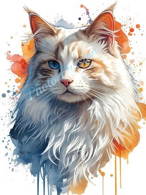 Foto A4 Katze Kunstdruck Poster Wandbild Katzenliebhaber Geschenk - 2085
