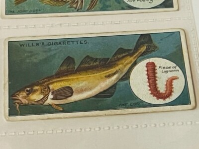 WD HO Wills Cigarettes Tobacco Trading Card 1910 Fish Bait Lure #36 Cod  lugworm