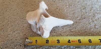 Spine bone (Unknown species)