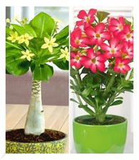 Zimmerpflanzen-Kollektion, 2 Pflanzen, 1x Hawaii-Palme + 1x Wüstenrose Rot