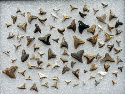 #ad Instant Collection of Colorful SC Fossil Shark Species Hemis Tigers and More $109.89