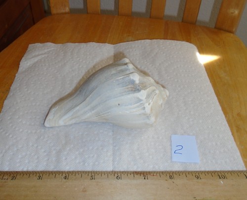 Light Gray Lightning Conch SEA SHELL Nautical DÉCOR 5 3/4