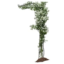 Half Sided Arch Against The Wall Length: 47 * Height: 94.5in, Width: 15.8 inch