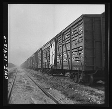 Photo:Illinois. A stock train at the Calumet Park stockyards, Calumet City