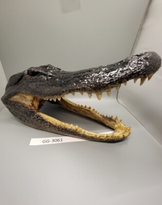 American Alligator Head From 7 Foot Louisiana Gator