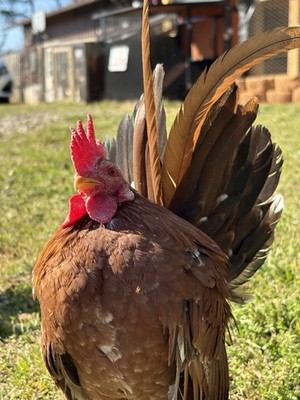 10 Serama Hatching Eggs Micro, A  & B 50% Chance Of A Frizzle.