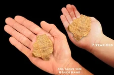 BRONZITE 3" 4-7 Oz Raw Rock Mineral Specimen Root Chakra Healing Crystal Reiki