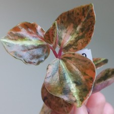 NEW! RARE - Peperomia Metallica Variegated, TOP Cutting, Rooting in water, A2