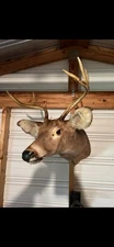 Deer Mount 6 Point
