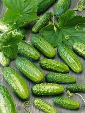 Semillas de pepino Masha F1 - Partenocárpico híbrido temprano 10 semillas