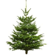 Albero Di Natale Vero Nordmann, Altezza 160 - 180 CM, Qualità Premium, Fresco