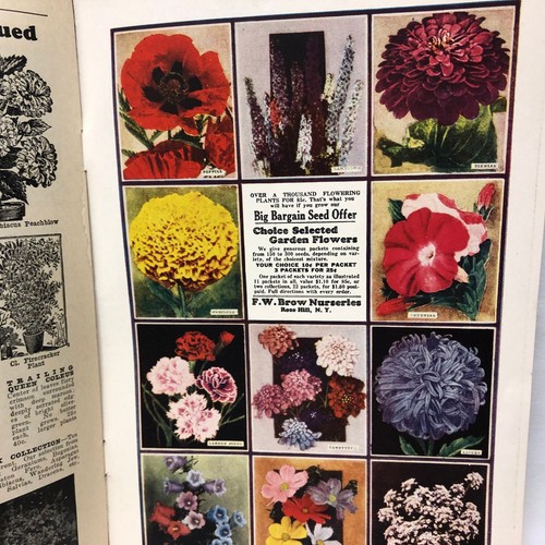 Vintage 1929 F W Brow Nurseries Catalog Rose Hill New York - 第 8/20 張圖片