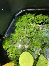 bundle of 6 cabomba caroliniana aquarium pond live plant