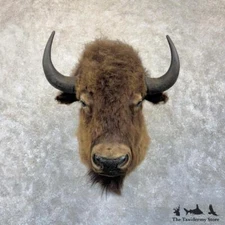 #29852 V | American Buffalo Bison Taxidermy Shoulder Mount For Sale