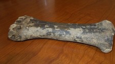 PREHISTORIC BISON BONE FROM CAVE IN KENTUCKY WITH FIRE MARKS IN  LITCHFIELD AREA