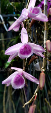 Dendrobium Mentor x Den. polyanthum Very Fragrant