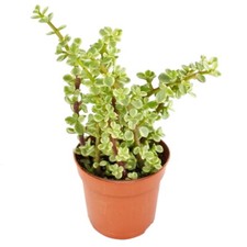 Exotenherz - Portulacaria afra var. - Jadebaum - im 8,5cm Topf