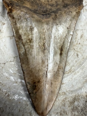 #ad 3.58” MEGALODON Shark Tooth NATURAL FOSSIL GEORGIA RARE $139.99