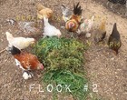 12 Bantam Assorted D'uccle & Easter Egger "Fun Pen" Hatching Eggs — photo 3