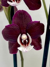 Phalaenopsis Kaoda Twinkle - Rare Exotic Orchid