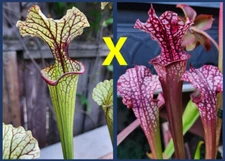 2024 SARRACENIA SEEDS: (CRONUS X (ALATA BLACK X FLAVA RED)) X DAINA’S DELIGHT