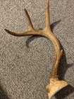 Whitetail deer antlers 9 inches seven points — photo 6