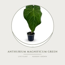 Anthurium Magnificum Green Live House Plant