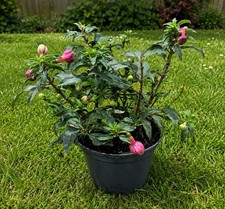Beautiful Fuchsia Plant – Pink Flowering Garden & Patio Plant