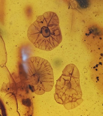 Interesting Radial Fungi, Fossil insect inclusion in Burmese Amber