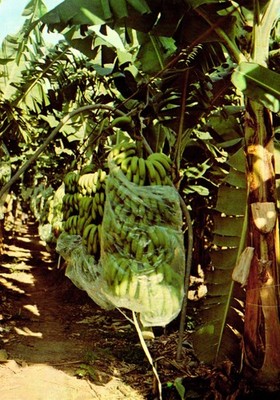 Finca Bananas Omonita Honduras Postcard