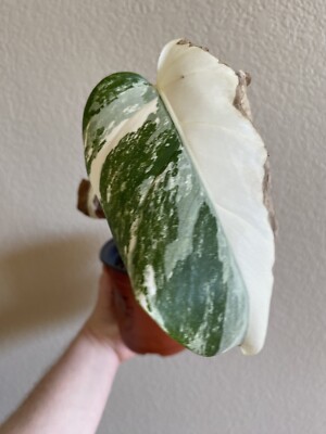 Variegated Monstera Albo Borsigiana - See Description - Available: B, D, E  | eBay