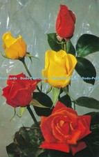 R030524 Red and Yellow Roses Salmon 1972