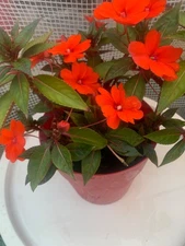 Rooted Red Sunpatiens Plants basket balcony yard or outdoor