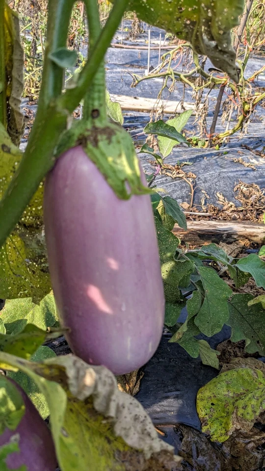 SEED - Rosita Eggplant Heirloom White Mild Sweet Flesh- Perfect Flavor - Image 3 of 4