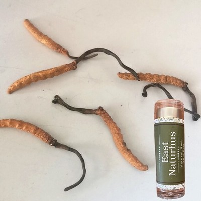 Cordyceps Sinensis Wild Original Quality from Himalaya 5 Gr