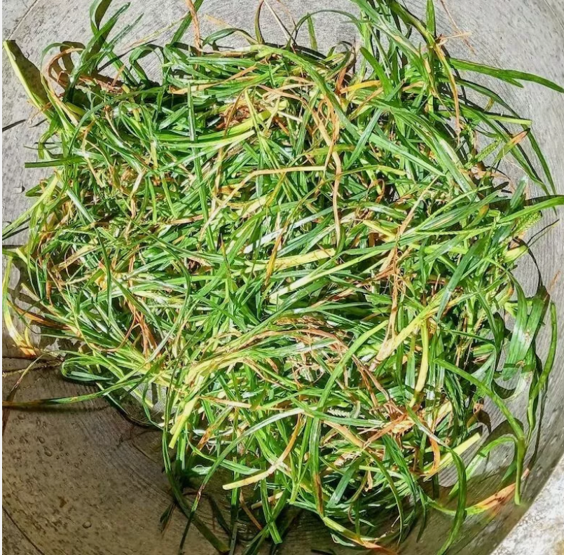 Ayurvedic Dried Paragis Leaves Eleusine Indica Goose Grass – Poaceae ...