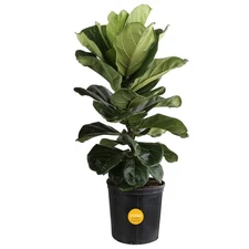 Fiddle Leaf Fig, Live Indoor Ficus Lyrata Floor Plant, Tropical Houseplant Po...