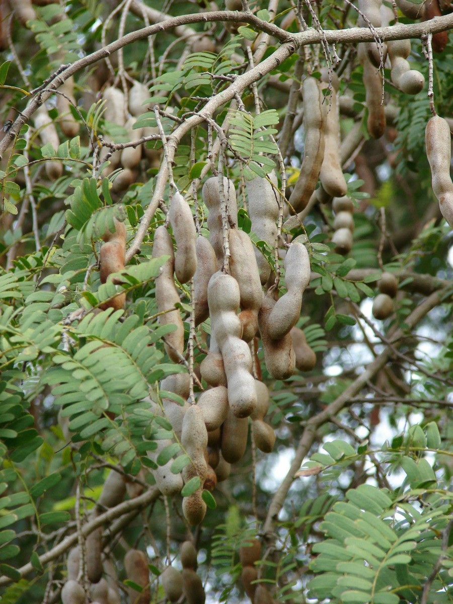 Albero Di Tamarindo O Tamarindus Indica Immagine Stock - Immagine di