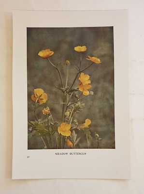 CORKE Meadow Buttercup (c.1914 Colour Botanical Flowers Photo Print)